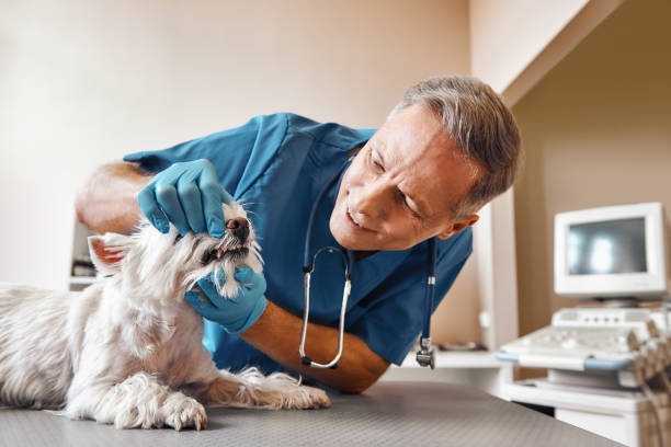 Best After-Hours Emergency Dentist in Upper Saddle River, NJ